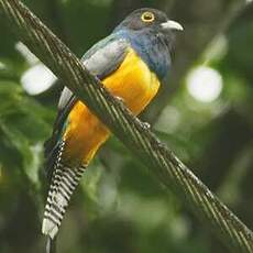 Trogon violacé