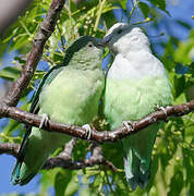 Grey-headed Lovebird