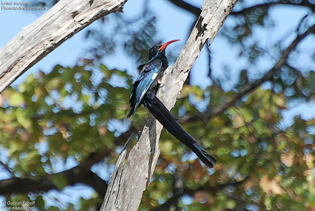 Green Wood Hoopoe