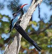 Green Wood Hoopoe