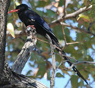 Green Wood Hoopoe