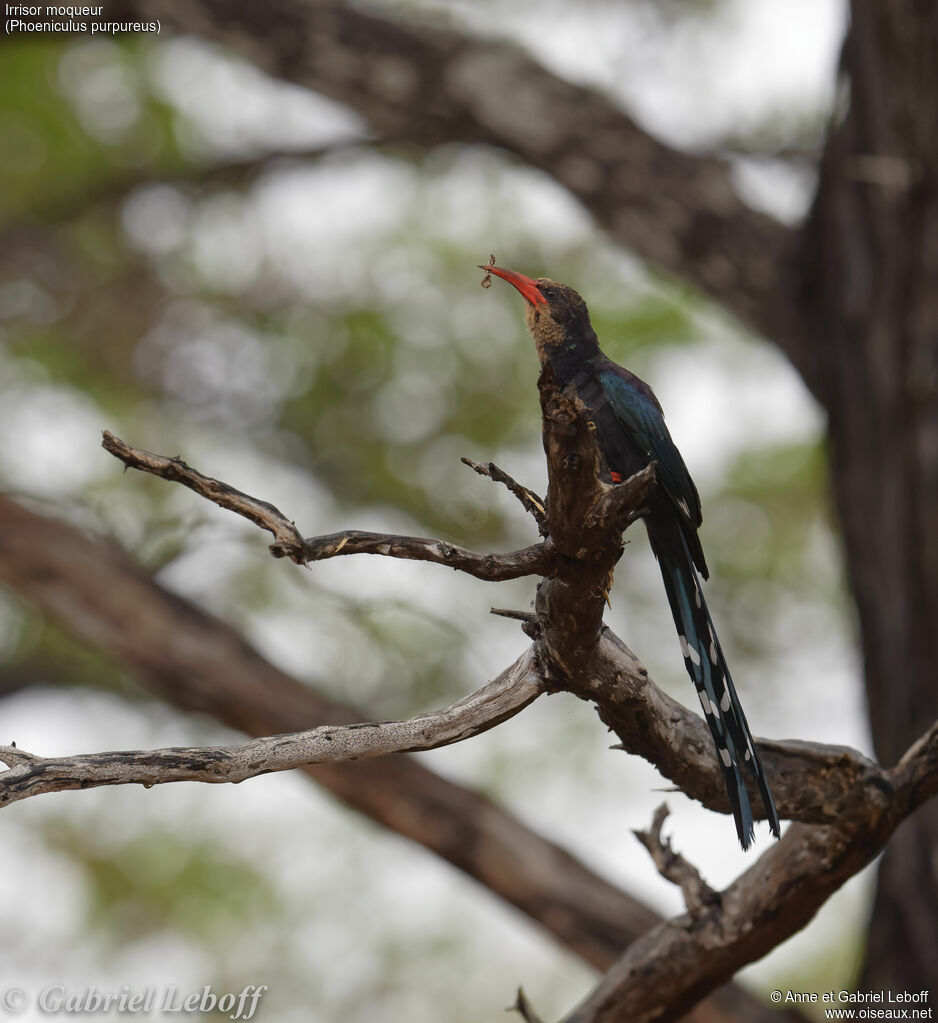 Green Wood Hoopoe male subadult