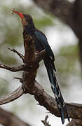 Green Wood Hoopoe