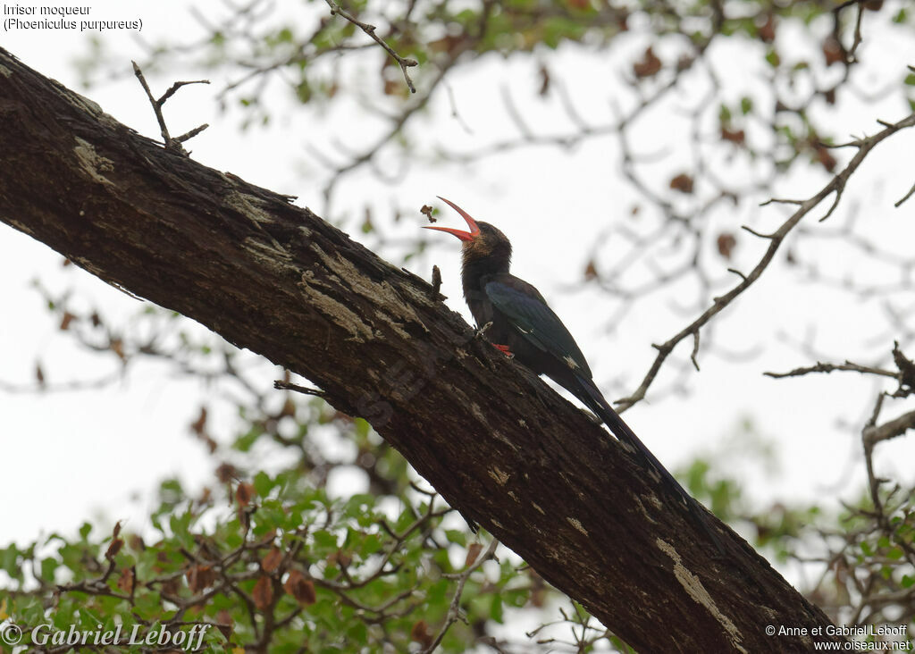 Green Wood Hoopoe male subadult