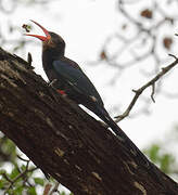 Green Wood Hoopoe