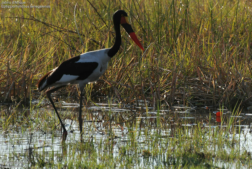 Saddle-billed Stork