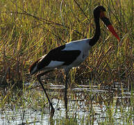 Saddle-billed Stork