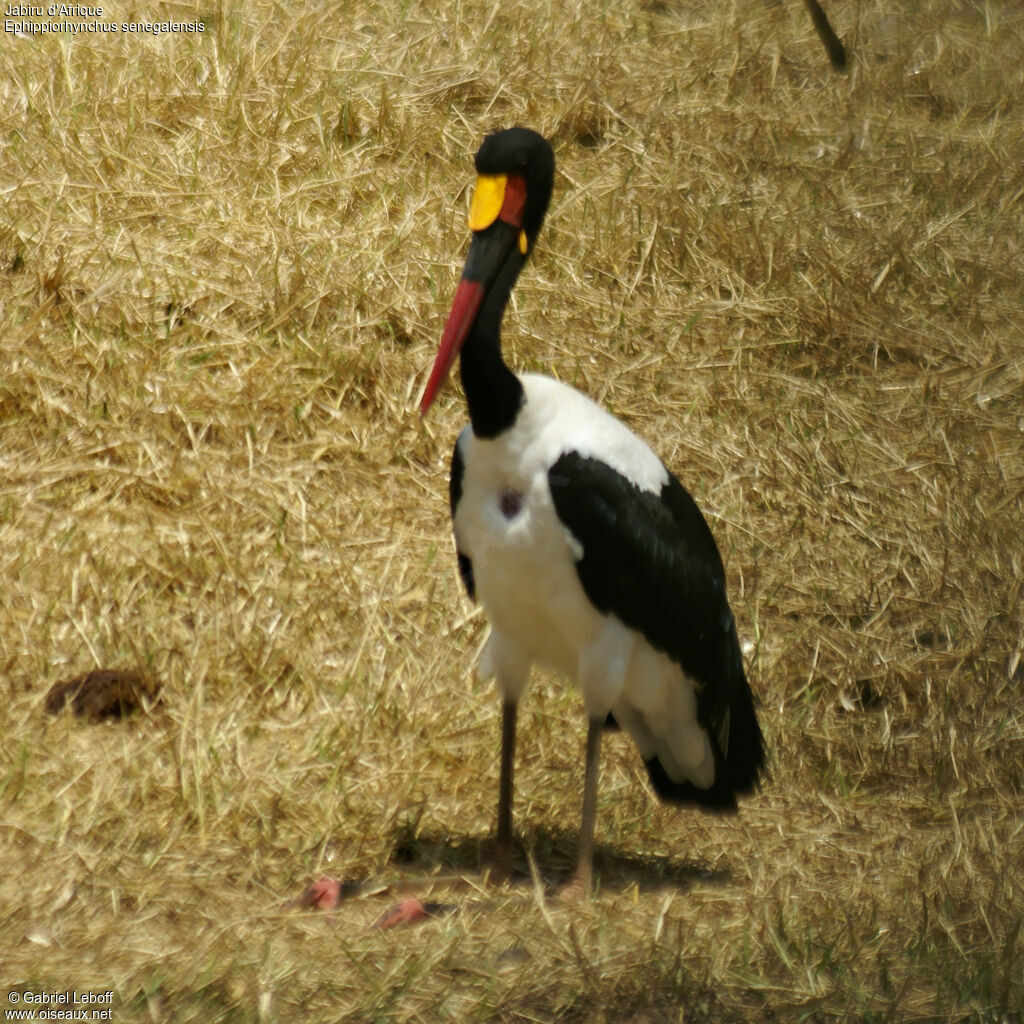 Jabiru d'Afrique