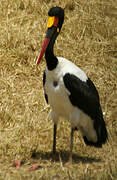 Saddle-billed Stork