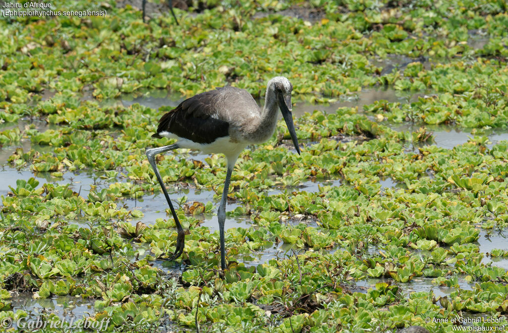 Saddle-billed Stork