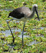 Saddle-billed Stork