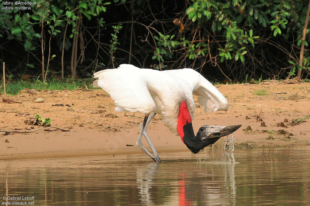 Jabiru