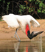 Jabiru d'Amérique