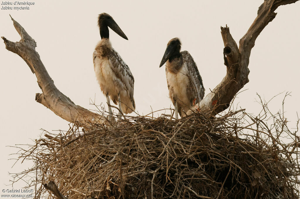 Jabiru d'Amériquejuvénile, Nidification