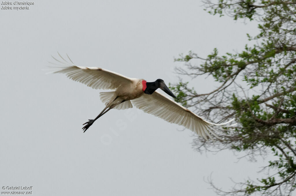 Jabiru d'Amérique