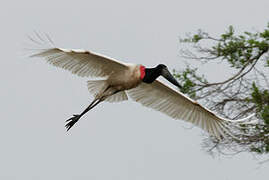 Jabiru d'Amérique