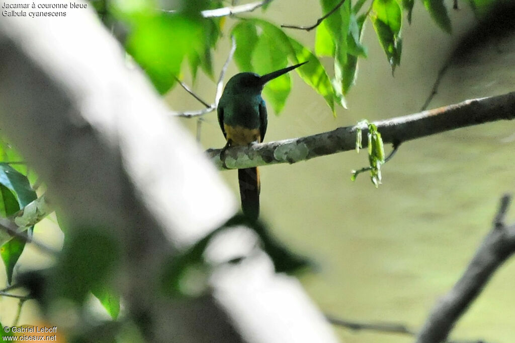 Jacamar à couronne bleue