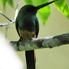 Jacamar à couronne bleue