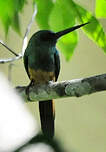 Jacamar à couronne bleue