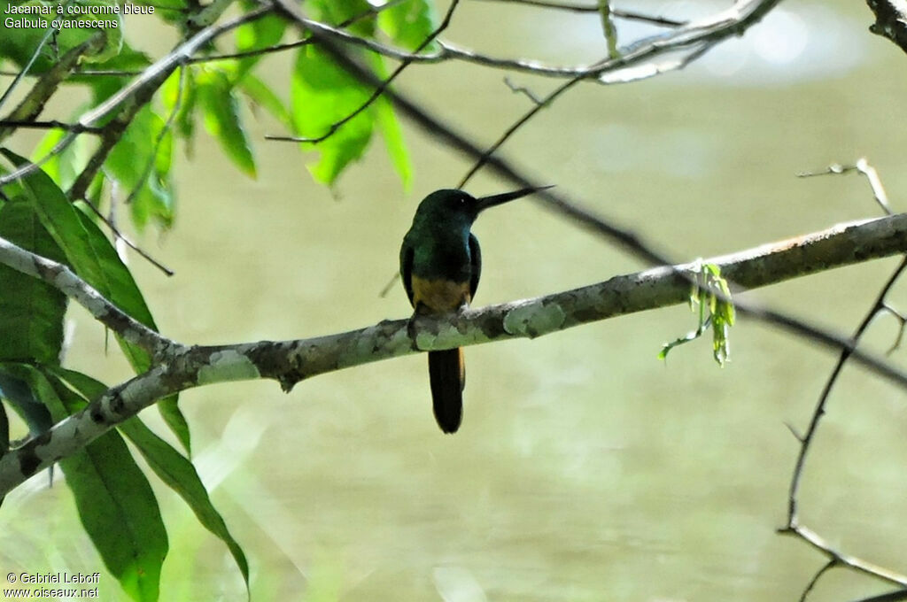 Jacamar à couronne bleue