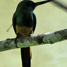 Jacamar à couronne bleue