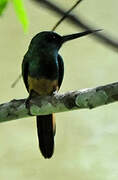 Bluish-fronted Jacamar