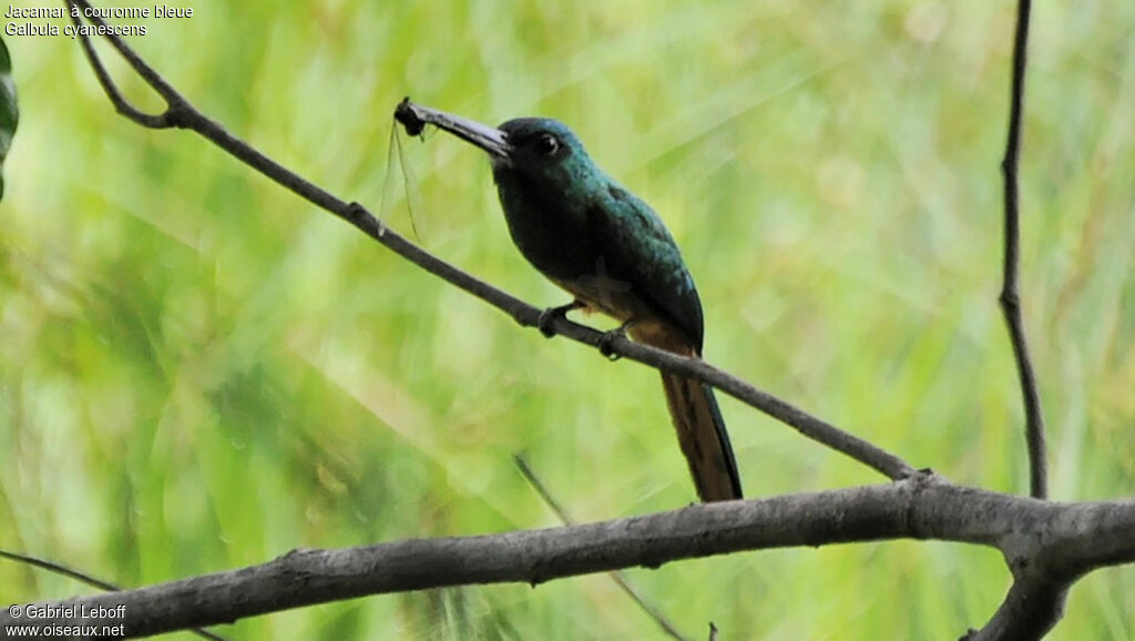 Jacamar à couronne bleue