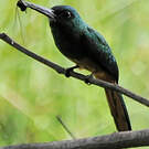 Jacamar à couronne bleue