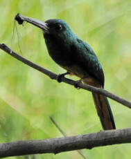 Jacamar à couronne bleue