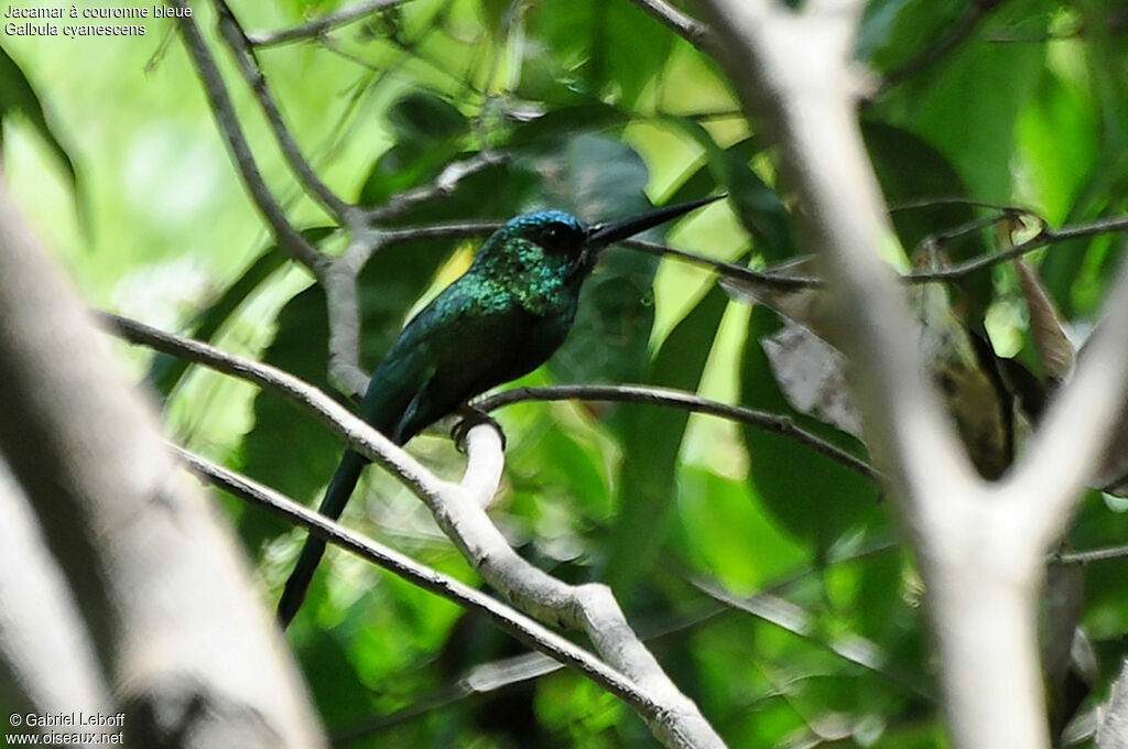 Bluish-fronted Jacamar