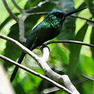 Jacamar à couronne bleue