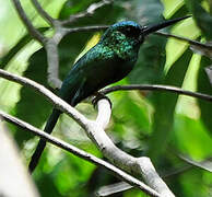 Jacamar à couronne bleue