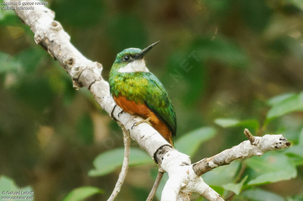 Rufous-tailed Jacamar male