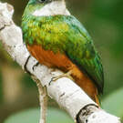Jacamar à queue rousse
