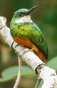 Rufous-tailed Jacamar