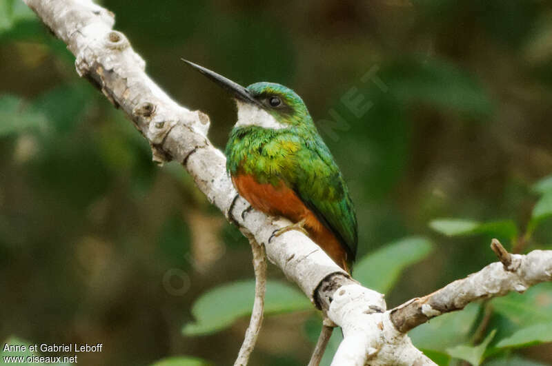 Jacamar à queue rousse mâle adulte, pigmentation