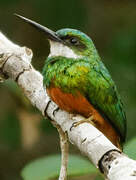 Jacamar à queue rousse