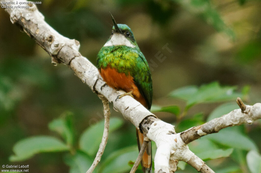 Jacamar à queue rousse mâle