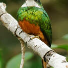 Jacamar à queue rousse