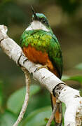 Rufous-tailed Jacamar