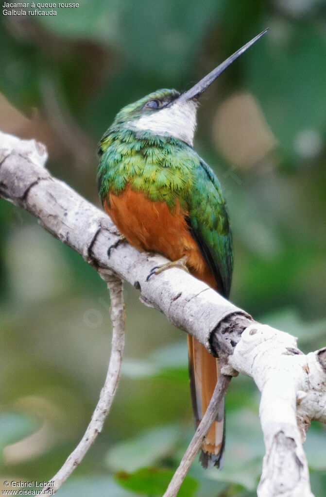 Jacamar à queue rousse mâle