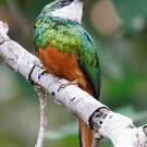 Jacamar à queue rousse