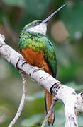 Rufous-tailed Jacamar