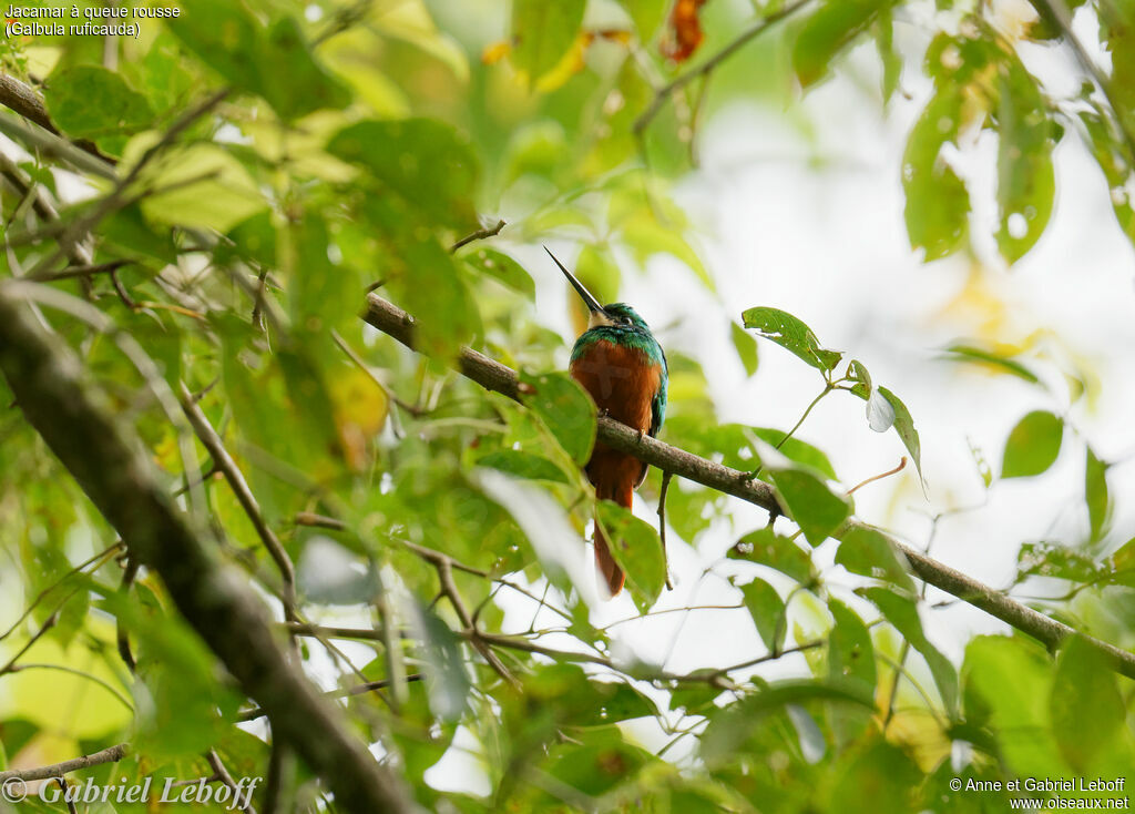 Rufous-tailed Jacamar