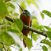 Rufous-tailed Jacamar