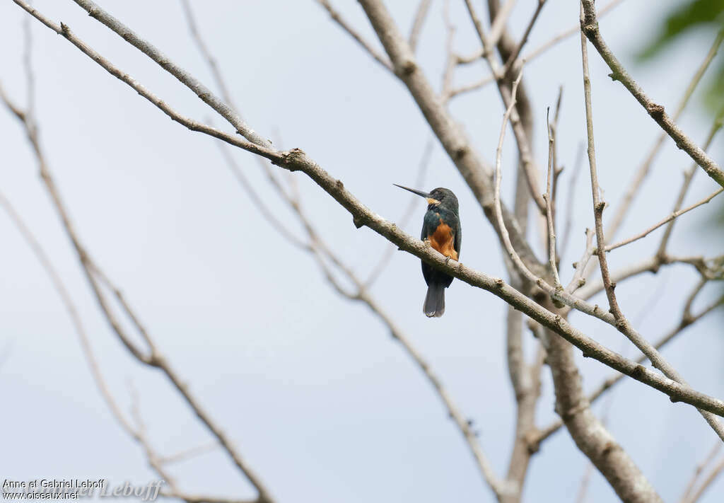 Jacamar sombre femelle adulte, identification