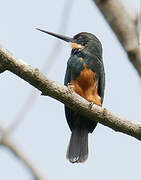 Dusky-backed Jacamar