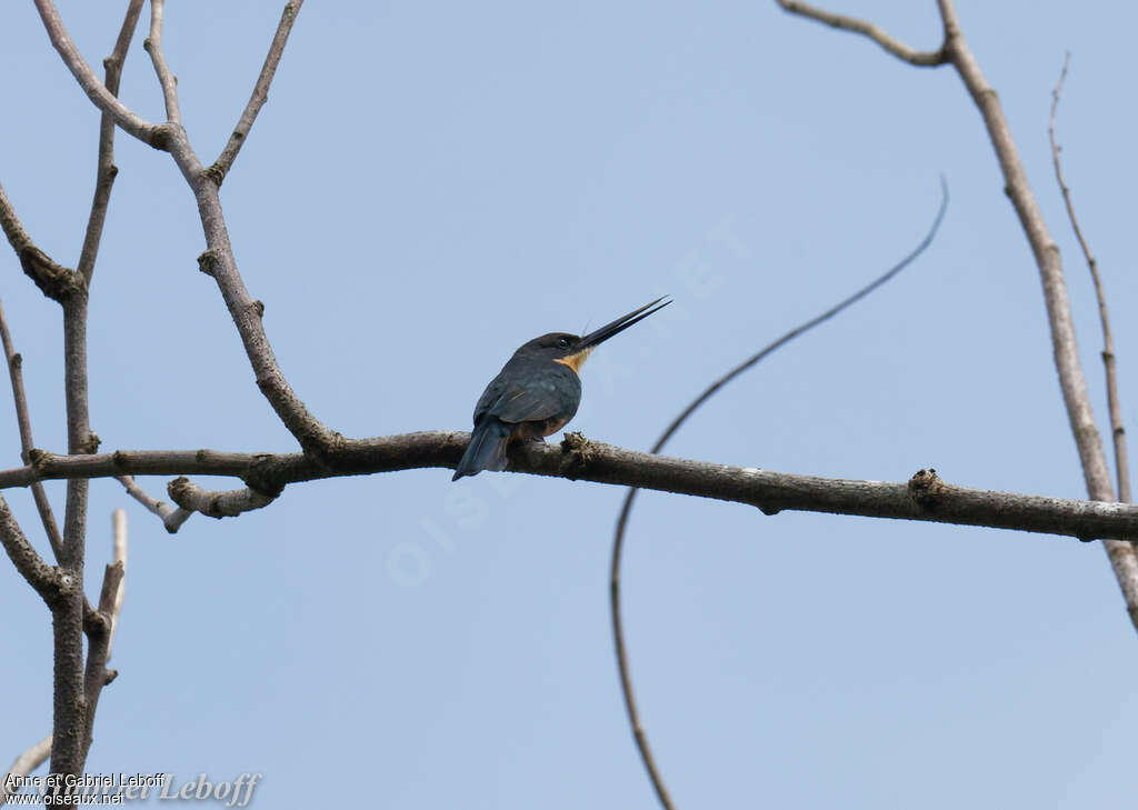 Jacamar sombre femelle adulte