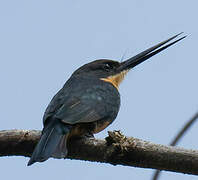 Dusky-backed Jacamar