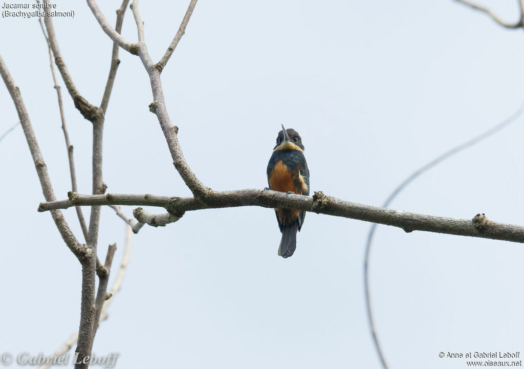 Dusky-backed Jacamar